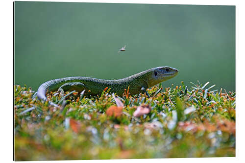 Galleritryk Green lizard