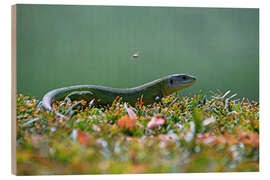 Puutaulu Green lizard