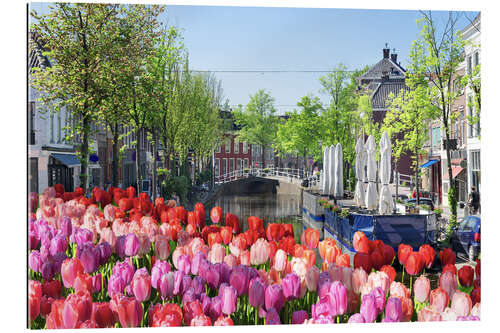 Gallery print Sea of tulips in Amsterdam