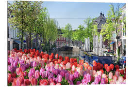 Gallery Print Tulpenmeer in Amsterdam