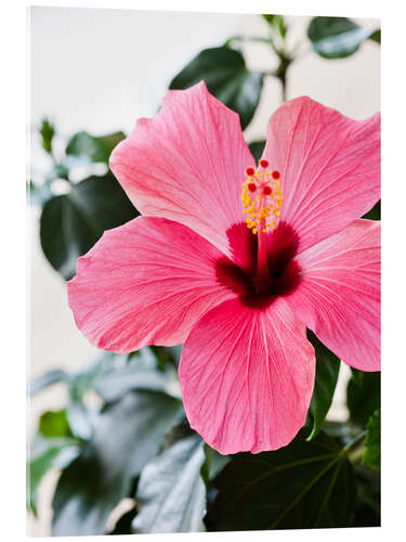 Stampa su vetro acrilico Hibiscus in piena fioritura