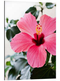 Alubild Hibiskus in voller Blüte