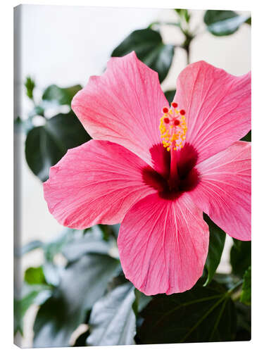 Canvas print Hibiscus in full bloom