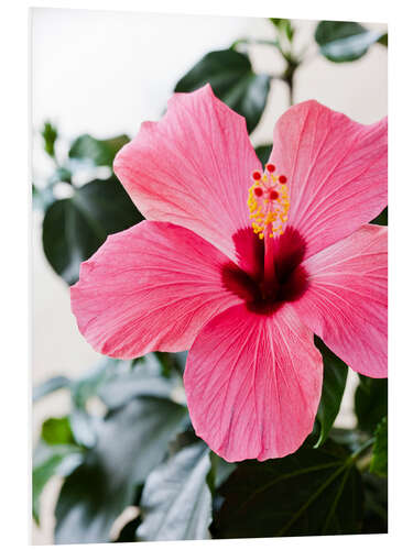 Tableau en PVC Hibiscus en pleine floraison