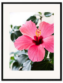 Plakat artystyczny premium w ramie Hibiscus in full bloom