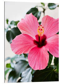 Gallery print Hibiscus in full bloom