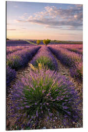 Tableau en aluminium L’été en Provence II