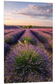 Foam board print Summer in Provence