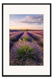 Gerahmter Kunstdruck Sommer in der Provence