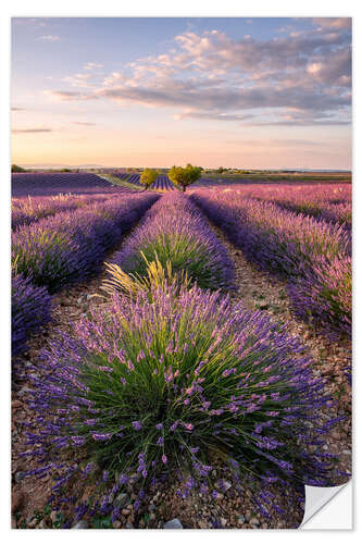 Selvklebende plakat Summer in Provence