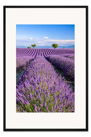 Gerahmter Kunstdruck Sommer in der Provence