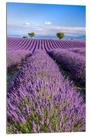 Gallery Print Sommer in der Provence