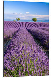 Magnettafel Sommer in der Provence