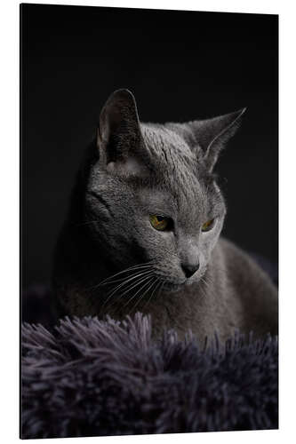 Aluminium print Russian Blue Cat