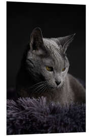 Foam board print Russian Blue Cat