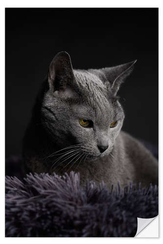 Naklejka na ścianę Russian Blue Cat