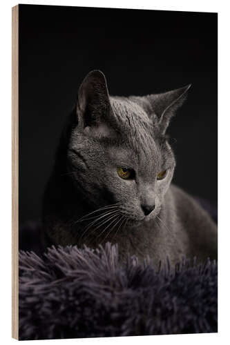 Wood print Russian Blue Cat