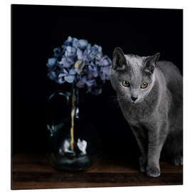 Aluminiumtavla Russian Blue Cat