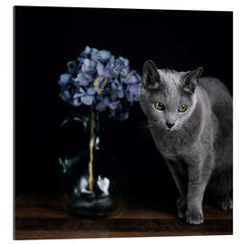 Galleritryk Russian Blue Cat