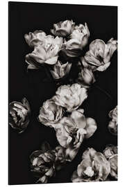 Aluminium print White tulips II