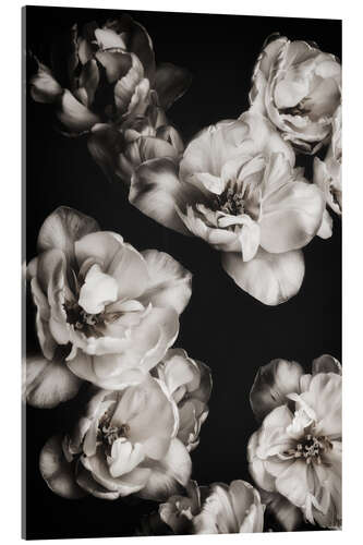 Acrylic print White tulips