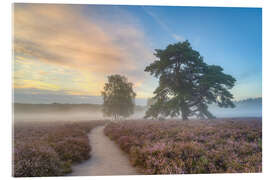 Akrylbillede Morning mist in the Westruper Heide