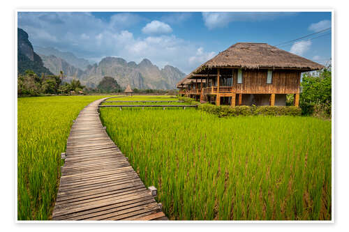 Juliste Rice Paddy in Laos
