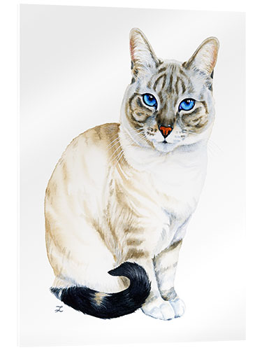 Acrylic print Tiramisu, the Blue-Eyed Cat