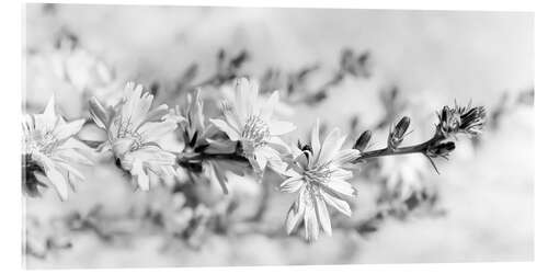 Acrylic print Chicory flowers