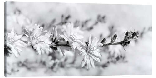 Canvas print Chicory flowers