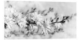 Foam board print Chicory flowers