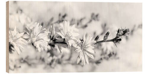 Tableau en bois Fleurs de chicorée sauvage