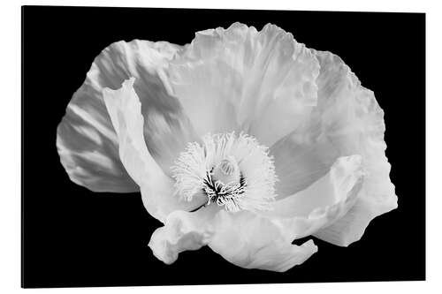 Aluminium print Bush poppy