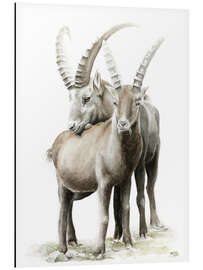 Aluminium print Ibexes