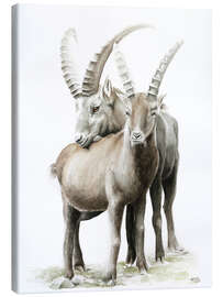 Canvas print Ibexes