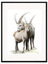 Gerahmter Kunstdruck Steinböcke