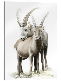 Galleriprint Ibexes