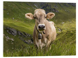 Acrylic print  Cow on the alpine pasture in Switzerland - Dieterich Fotografie
