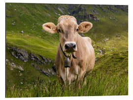 Aluminium print Cow on the alpine pasture in Switzerland