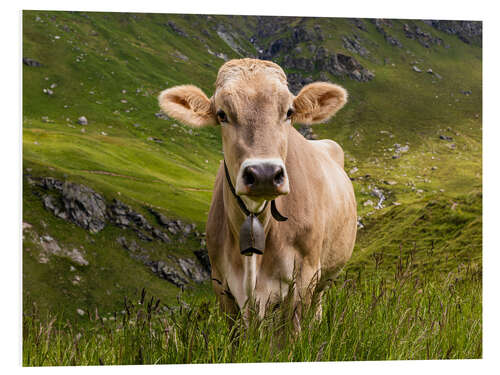 Bilde på skumplate Cow on the alpine pasture in Switzerland