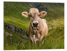 Galleriataulu Cow on the alpine pasture in Switzerland