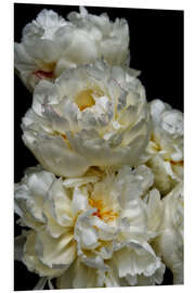 Foam board print Paeonia