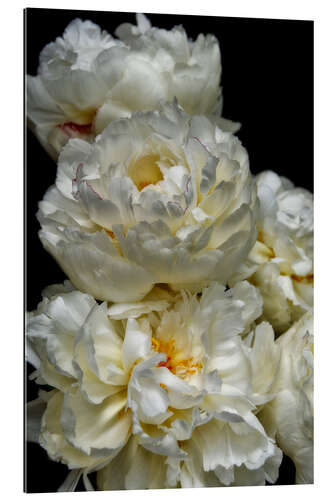 Gallery print Paeonia