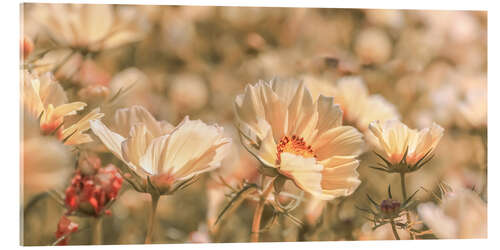 Acrylic print Garden cosmos in the morning light