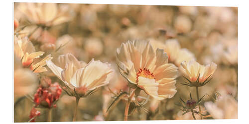 Foam board print Garden cosmos in the morning light