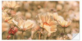 Vinilo para la pared Garden cosmos in the morning light