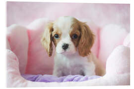 Acrylic print Little dog in a pink basket