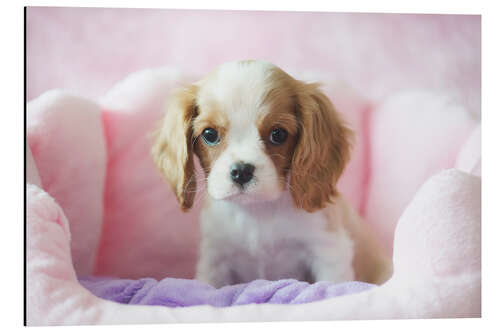 Tableau en aluminium Petit chien dans un panier rose