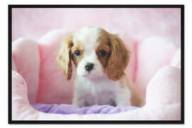 Gerahmter Kunstdruck Kleiner Hund im rosa Körbchen