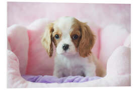 Foam board print Little dog in a pink basket